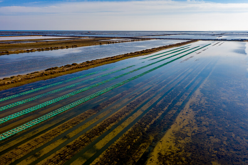 GRUISSAN SALIN HUITRE